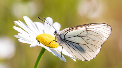Aporia crataegi - groot geaderd witje in Dutch - early in the morning waking up on a daisy.