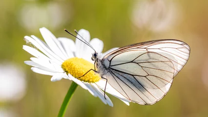 Deurstickers Aporia crataegi - groot geaderd witje in Dutch - early in the morning waking up on a daisy. © Danny