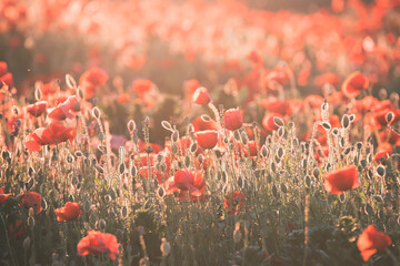 Obraz premium Beautiful field of red poppies in the sunset light.