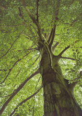 Looking up through the branches of a Beach Tree at Powderham Castle in Devon