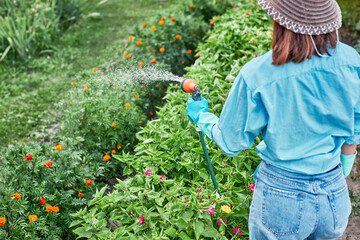 Woman watering plants, sprinkling water on the grass on the backyard. Girl using garden hose,...