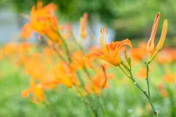 Beautiful orange day lily blooming in the park