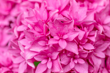 Beautifully blooming hydrangeas in the park