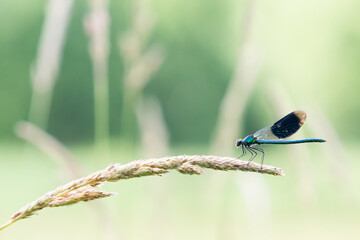 Calopteryx splendens, weidebeekjuffer in Dutch.