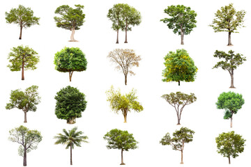 Fototapeta premium Isolated big tree on white background ,The collection of trees.Large trees database Botanical garden organization elements of Asian nature in Thailand, tropical trees isolated used for design,