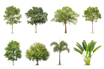 Isolated big tree on white background ,The collection of trees.Large trees database Botanical garden organization elements of Asian nature in Thailand, tropical trees isolated used for design,