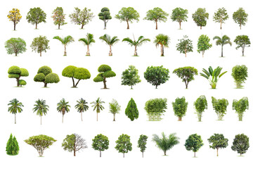 Isolated big tree on white background ,The collection of trees.Large trees database Botanical...