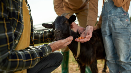 Grandfather with grandkids feed goat with carrot