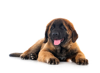 Obraz premium puppy Leonberger in studio
