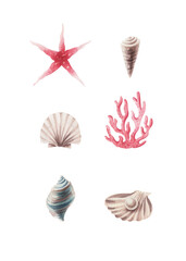 Watercolor set of seashells isolated.