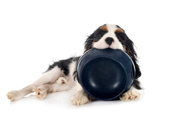 puppy cavalier king charles and bowl