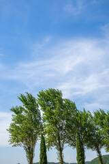 青空と雲とポプラの木