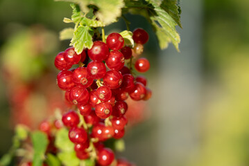 Czerwona porzeczka 3