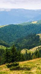 forested hills of carpathian mountain landscape. view in to the distance. cloudy sky on a sunny summer day. beautiful nature background