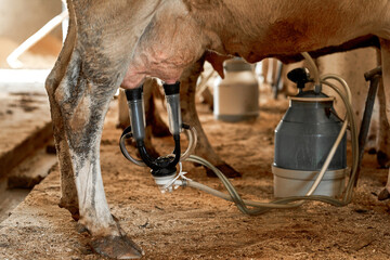 Cow milking with milking machine to can in cowshed