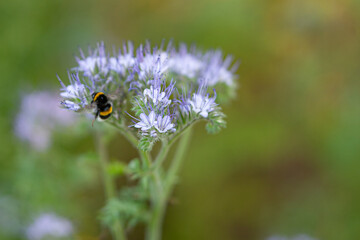Field flowers