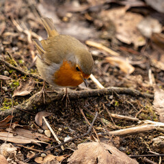 Robin Rotkehlchen