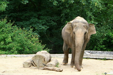 Big elephant lives in the zoo