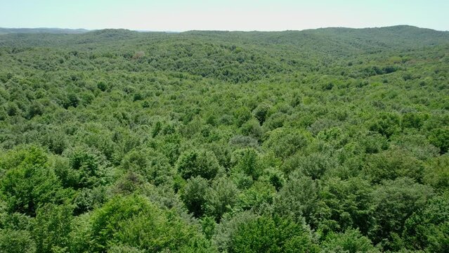 longoz forests in Igneada, Kirklareli, Turkey