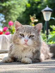 Cat in the garden. Beautiful long-hair homeless cat portrait outdoors in summer