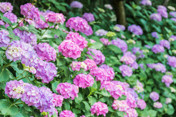 The Beauty of Hydrangea