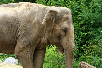 Big elephant lives in the zoo