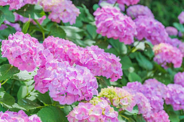 Fototapeta premium The Beauty of Hydrangea