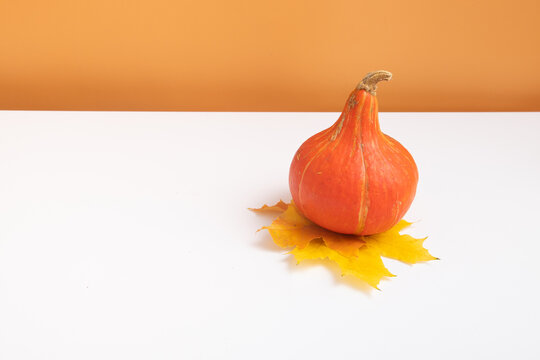 Autumn composition. Pumpkin on fall muple leave on white orange background. Autumn fall and thanksgiving day concept. Minimalistic still life