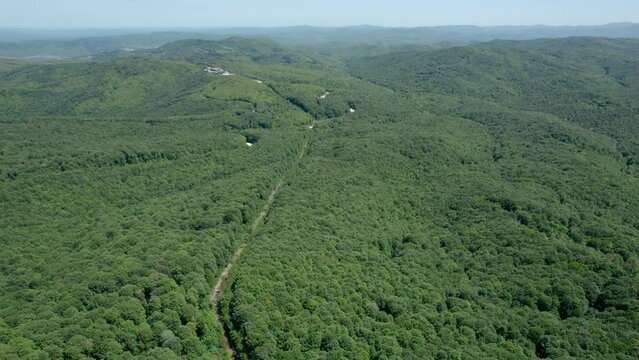 Longoz forests with dense trees, aerial view, Iğneada Kirklareli Turkey