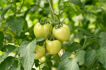 Growing tomatoes on the green bush in the middle of beautiful summer day.