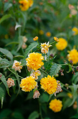 Flower bed. The bee sits on a flower. Yellow spring flowers. Yellow daisies.