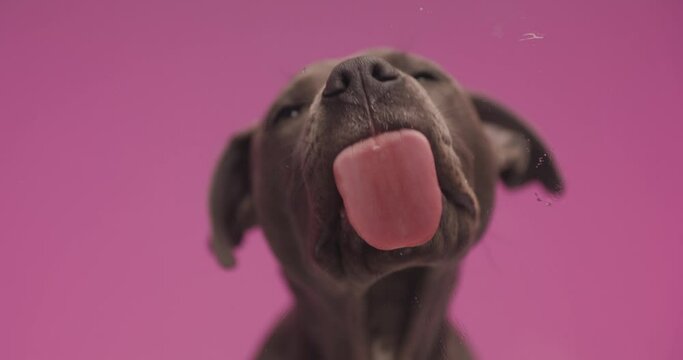 slowmotion video of beautiful American Staffordshire terrier dog sticking out tongue and licking peanut butter on transparent glass in front of pink background