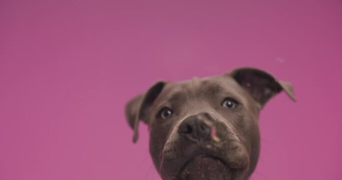 project video of hungry little amstaff dog with tongue exposed licking transparent plexiglass in front of pink background