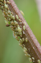green Aphids on rose stems, close-up, selective focus.