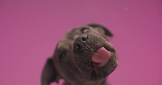 adorable American Staffordshire terrier dog with tongue out licking transparent glass in front of pink background