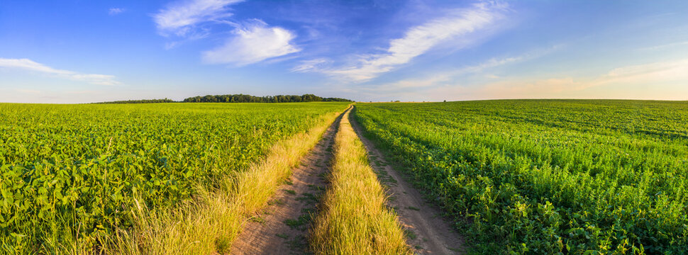 A panoramic view of a green soybean field divided by a field road © physyk