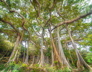 Fototapeta premium 800 years banyan tree in Da Nang province, Vietnam