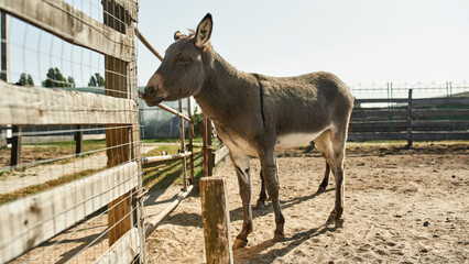Two donkeys grazing on sand in paddock on farm