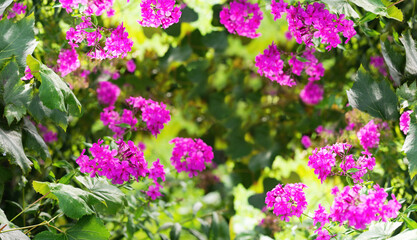 abstract floral background with border shaped phlox flowers
