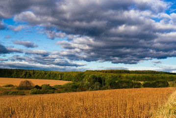 Country autumn landscape with field and forest