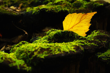 Autumn macro landscape with moss and yellow leaf