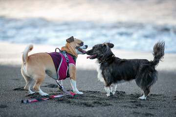海岸の砂浜で遊ぶ2匹の犬