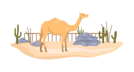 Camel in African natural reserve park, zoological garden bioreserve. Menagerie with animal habitat, conservation of exotic species. Flat cartoon, vector illustration