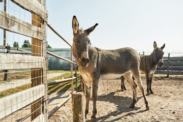 Donkeys grazing in paddock on farm or ranch