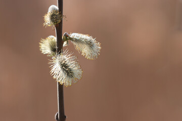 Blooming willow tree in spring.