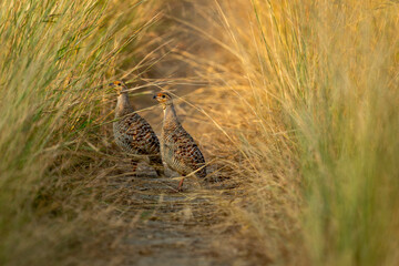 side profile of grey francolin or grey partridge or Francolinus pondicerianus family or pair...