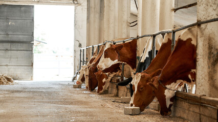Milk cows feeding in cow shed on farm or ranch