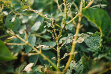 Eaten leaves by pests. Destroyed potato leave by larvae or Colorado beetles. Leptinotarsa decemlineata. Pest in the farmland or field.