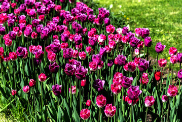Flowerbed with purple tulips. Purple field of blooming spring tulips. Blooming purple tulips in the sun. A group of beautiful purple tulips.