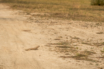 Spiny tailed lizards or Uromastyx in habitat at tal chhapar sanctuary rajasthan india asia